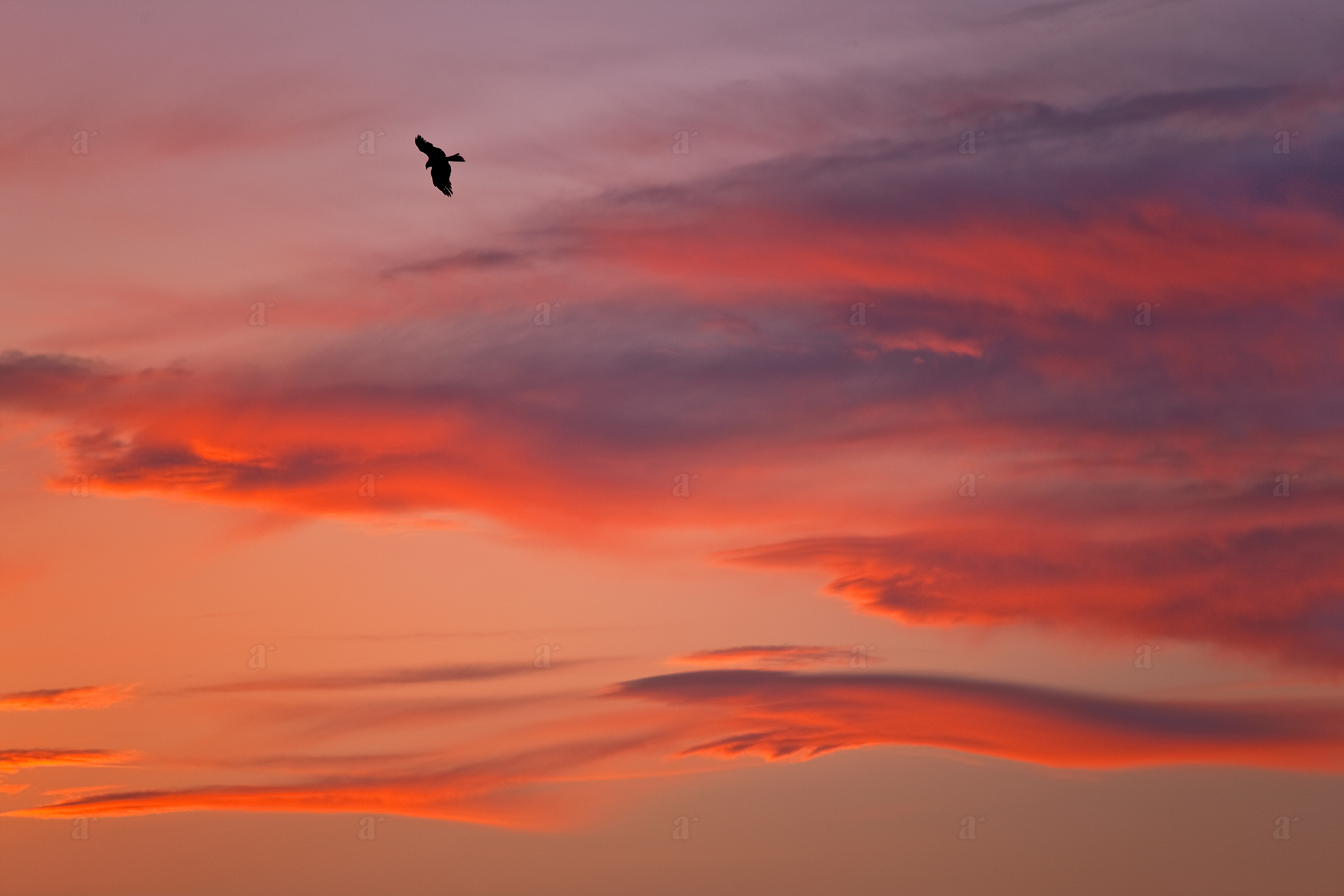 ベン・シモンズ &ldquo;鳶　江ノ島&rdquo; Ben Simmons &ldquo;Tonbi, Enoshima&rdquo;